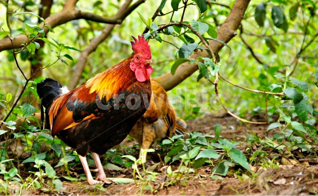 rooster,animal,poultry,닭,가금류,동물,animal,조류,새,birds