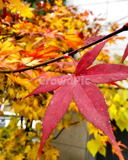 가을,단풍,빨강,낙엽,은행,가을,계절,fall,autumn,season,식물,자연,plants,nature,plant,leaf,잎,tree,나무,maple