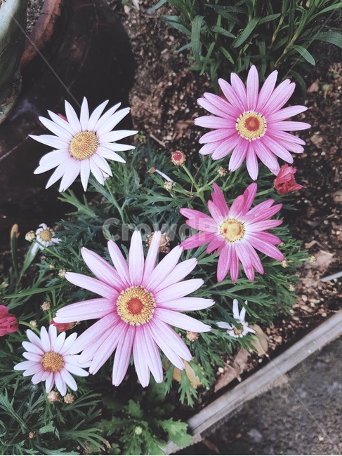 꽃,필름,필름카메라,분홍색꽃,식물,들꽃,필름사진,식물,자연,plants,nature,꽃,flower