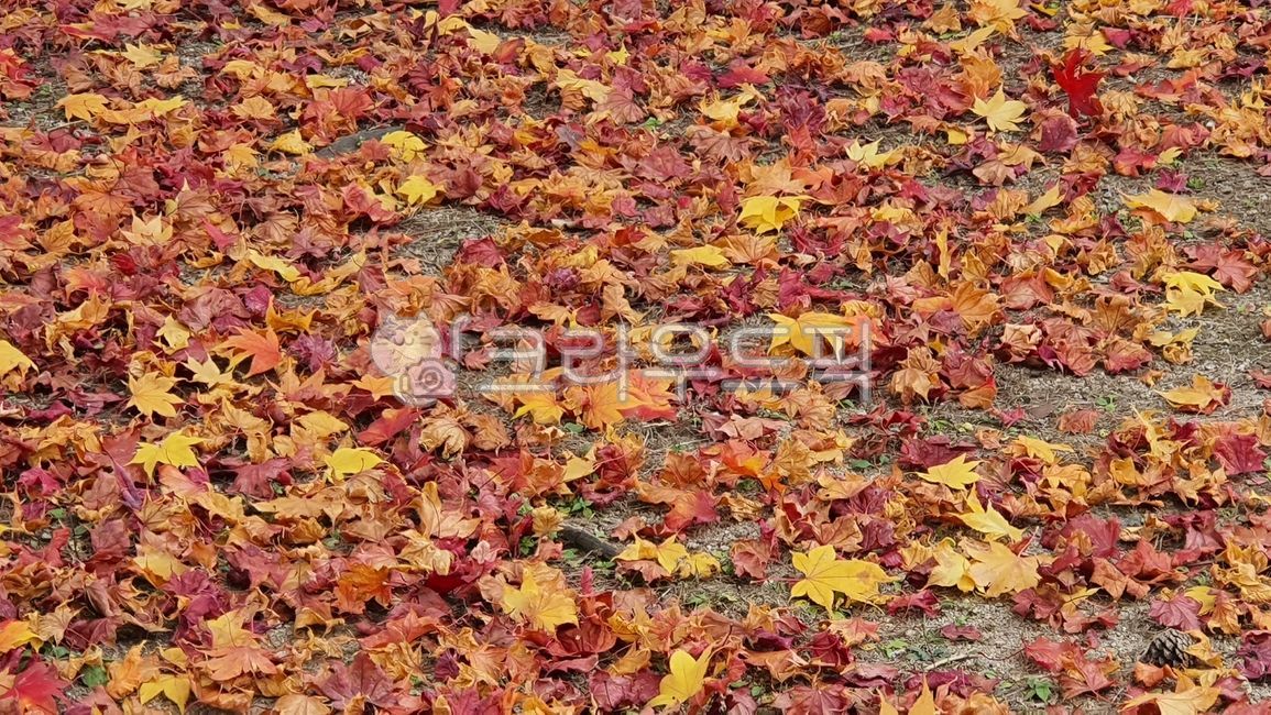 단풍,단풍잎,단풍나무,잎사귀,나무잎,식물,자연,풍경,경치,가을,계절,컬러,색상,autumn,maple,nature,season,fall,plant,red,foliage,orange,color,natural,beautiful,yellow,background,bright,colorful,seasonal,isolated,branch,october,decoration,leaves,vivid,golden,forest,leaf,잎,tree,나무