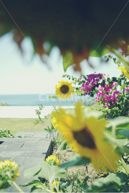 해바라기,꽃,sunflower,flower,바다,sea,노랑,노란,yellow,화사,여름,summer,열대,tropical,식물,자연,plants,nature,꽃,flower,감성,sensible,feeling