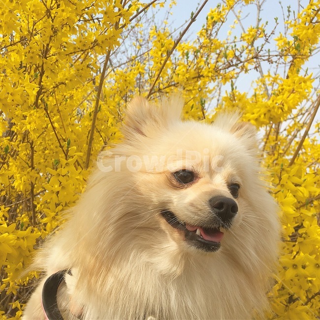 봄,개나리,나들이,마중,산책,강아지,반려견,포메라니안,개,반려동물,봄,계절,spring,season,동물,animal,포유류,mammal,개,강아지,dog,doggy,vegetation,초목,plant,식물