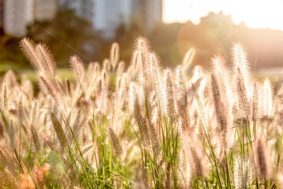 plant,grass,식물,잔디,갈대,억새,낭만,배경,배경화면,background,실외,갈대밭,억새밭,가을,autumn,9월,10월,황금빛,황금,golden,역광,backlight,노을,보케,빛번짐,감성,윤슬,가을,계절,fall,autumn,season