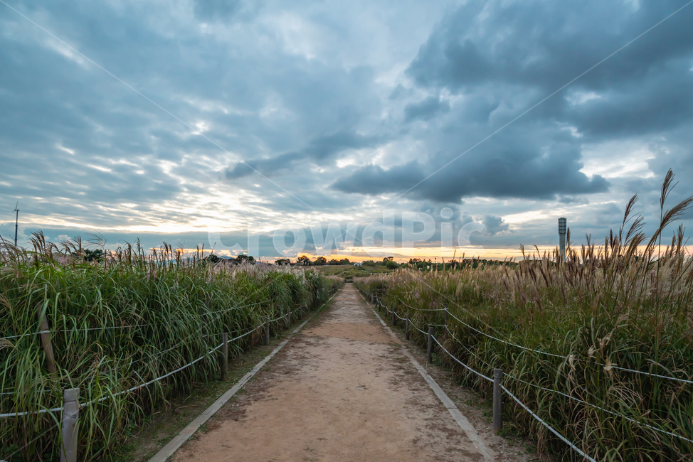 억새,하늘공원,자연,풍경,공원,하늘,sky,landscape,자연,풍경,nature,landscape,asphalt,아스팔트