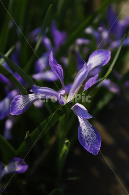 타래붓꽃,꽃,flower,계절,봄,spring,물,plant,자연,nature,식물,자연,plants,nature,꽃,flower