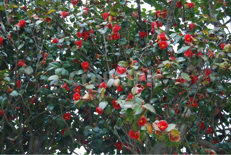 동백,탐발오,계절,명산,공원,식물,자연,plants,nature,꽃,flower