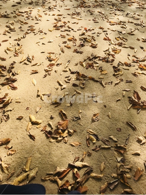 가을,단풍,풍경,배경,쓸쓸,가을,계절,fall,autumn,season