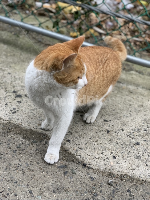 고양이,냥이,앉은고양이,뒤도는고양이이,알룩무늬고양이