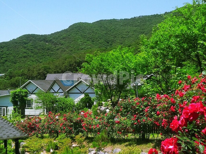 장미,꽃,울타리,rose,나무,초록,푸르름,향기