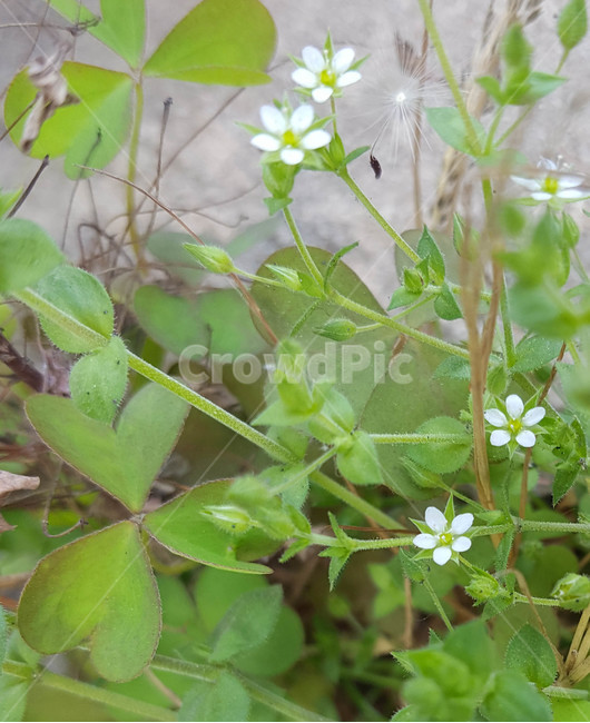 꽃,flower,야생화,생화,근접