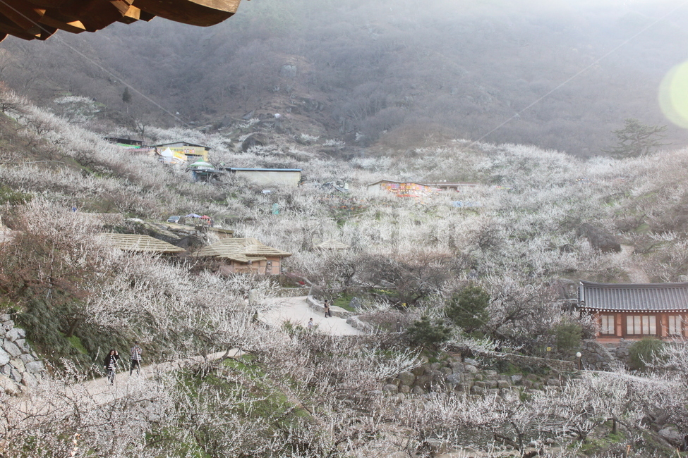 광양매화마을,섬진강매화마을,매화마을,매화,매화꽃,시골,마을,풍경,landscape,country,rural,town