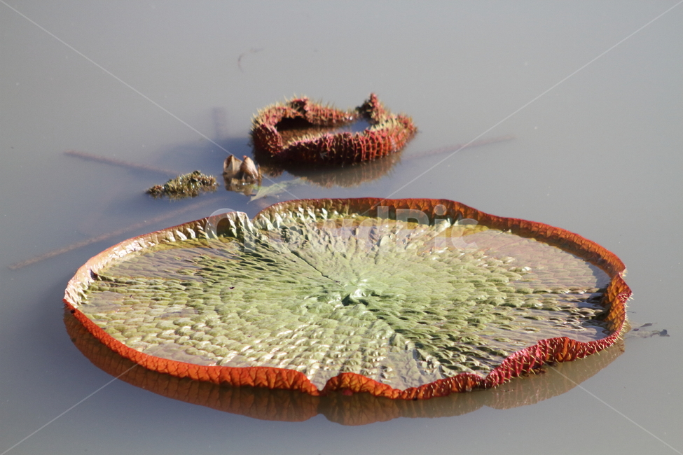 잎,연잎,빅토리아연잎,식물,leaf,식물,자연,plants,nature