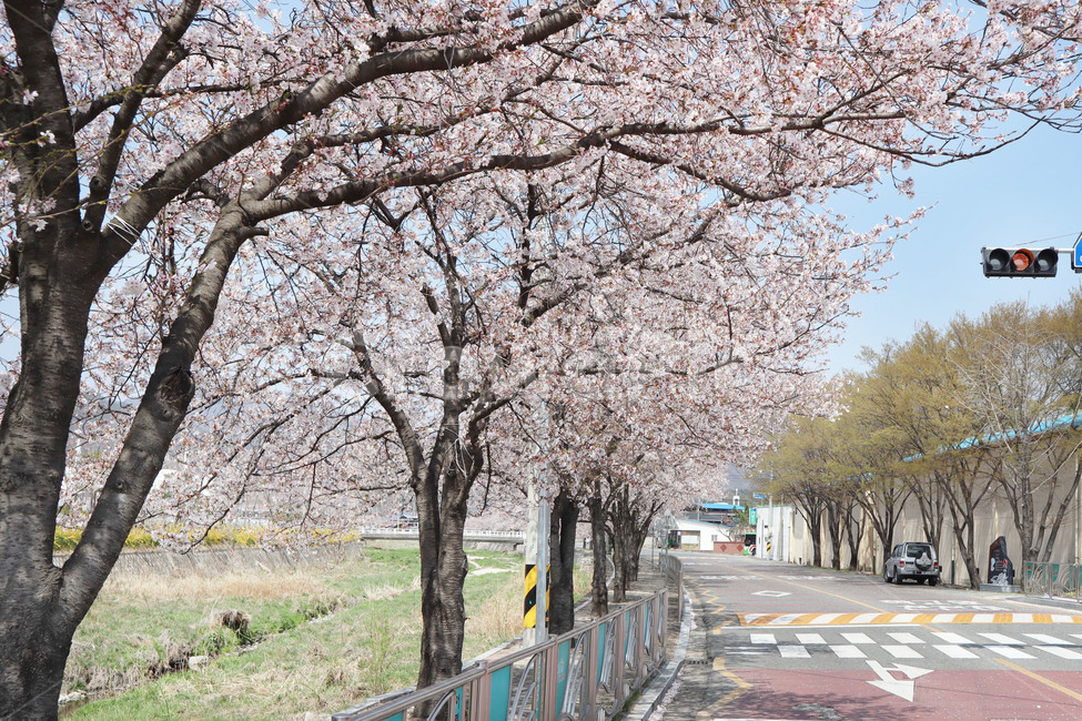 꽃길,벚꽃,cherryblossom,봄,spring,꽃,flower,식물,plant,blossom,신호등,봄,계절,spring,season