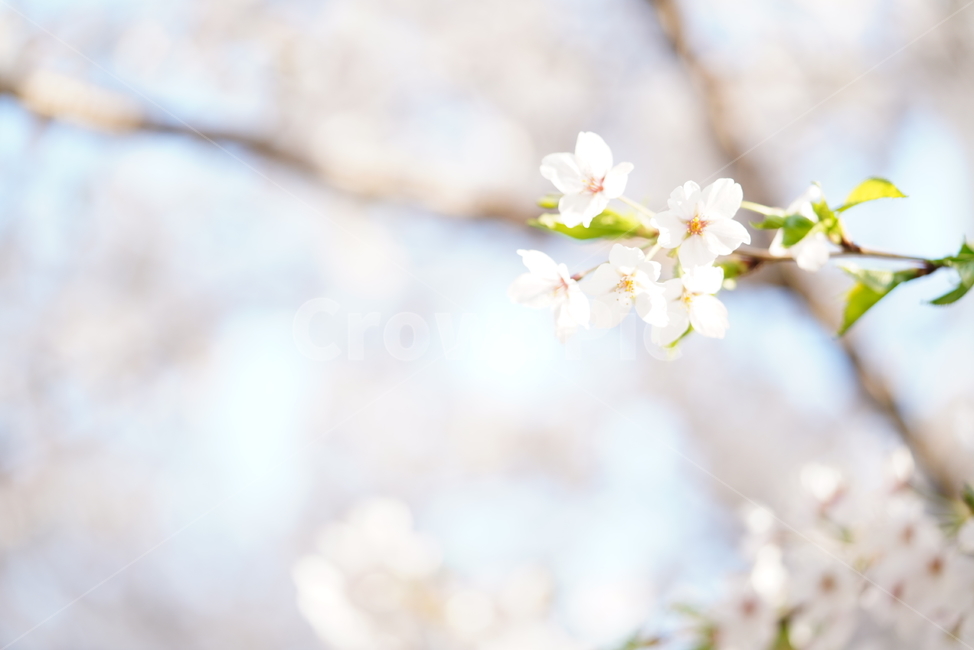 꽃,벚꽃,봄,계절,플라워,화이트,흰색,하얀색,생물,감성,느낌,식물,flower,spring,white,봄,계절,spring,season,식물,자연,plants,nature,꽃,flower,plant,blossom