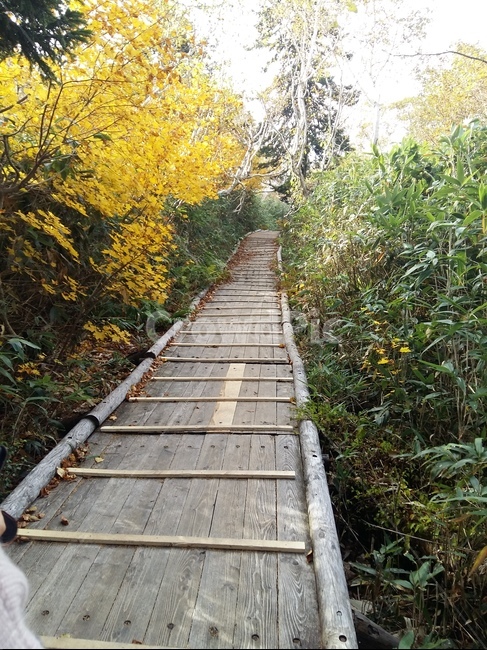 산책로,계단,bridge,다리,staircase,boardwalk,나무다리