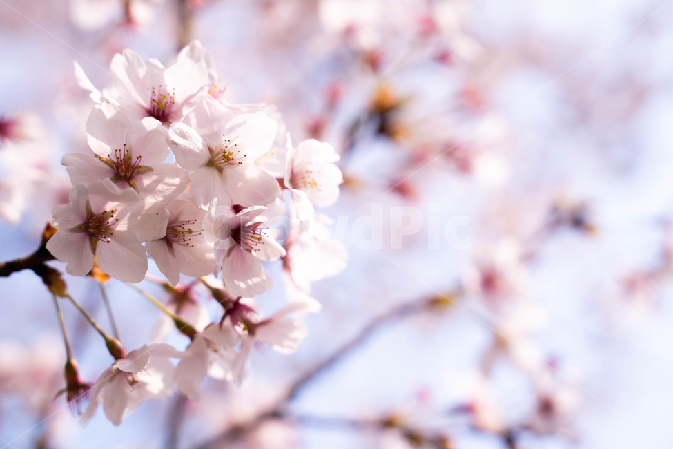 벚꽃,봄,봄꽃,꽃,핑크꽃,식물,식물,자연,plants,nature,꽃,flower