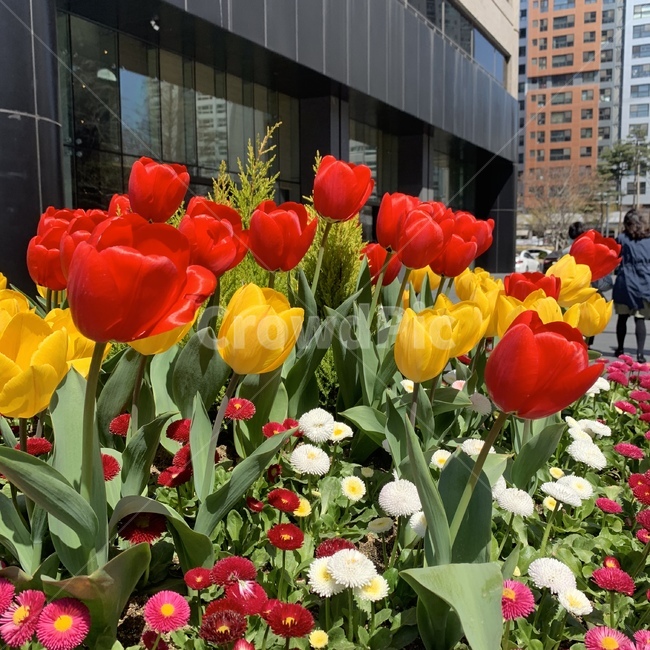 튤립,꽃,봄,백합,길,생화,tulip,flower,spring,load,street,beautiful