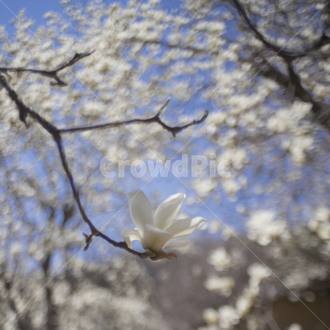 목련,목련화,봄의꽃,감성꽃사진,새봄,봄,계절,spring,season,식물,자연,plants,nature,꽃,flower,plant,blossom,cherry blossom,벚꽃