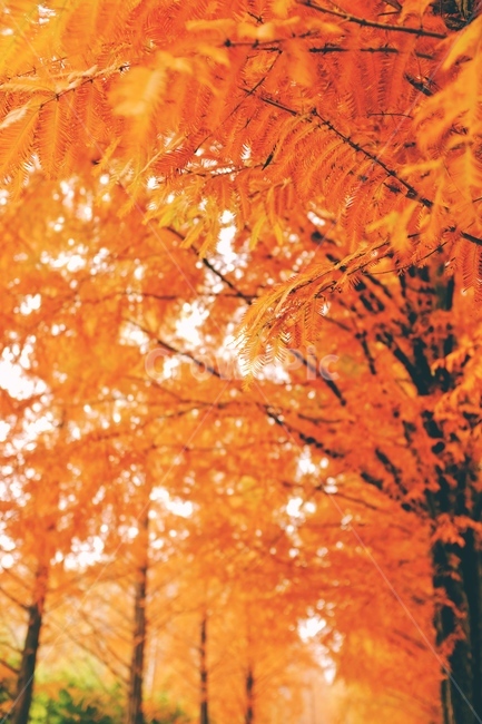 메타세콰이어,fall,단풍,가을,maple,가을,계절,fall,autumn,season,leaf,잎,plant,식물,tree,나무