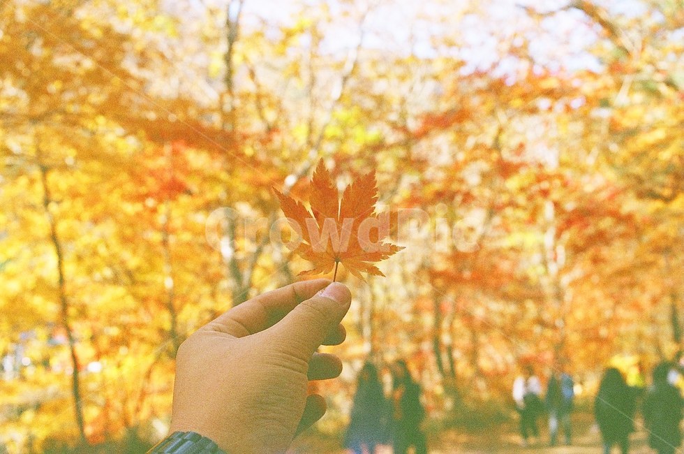 가을,은행나무,단풍나무,따뜻한,단풍잎,가을,계절,fall,autumn,season,사람,인물,인간,human,person,신체일부,몸,body,plant,식물,leaf,잎,tree,나무