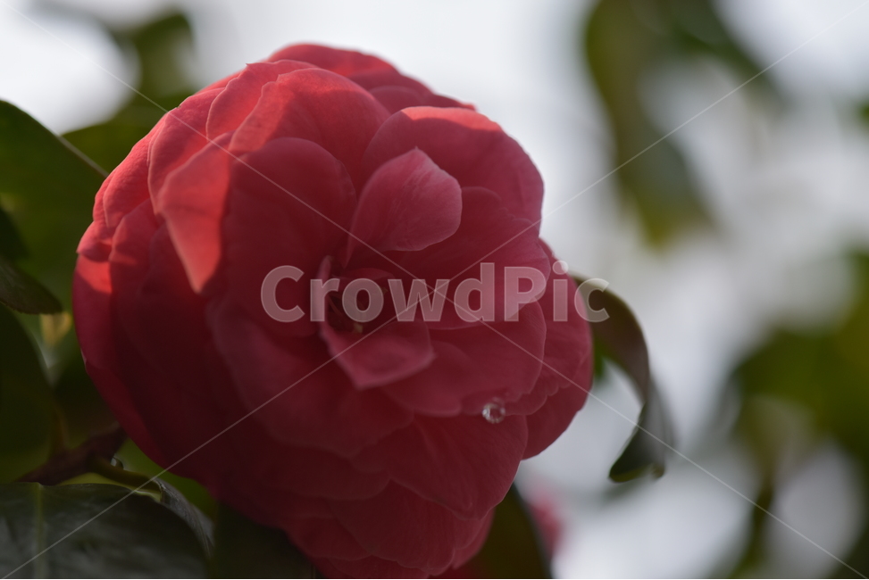 동백꽃,camelliaflower,설중사우,동백화,산다화,조매화,사랑,김유정,소설,식물,자연,plants,nature,꽃,flower
