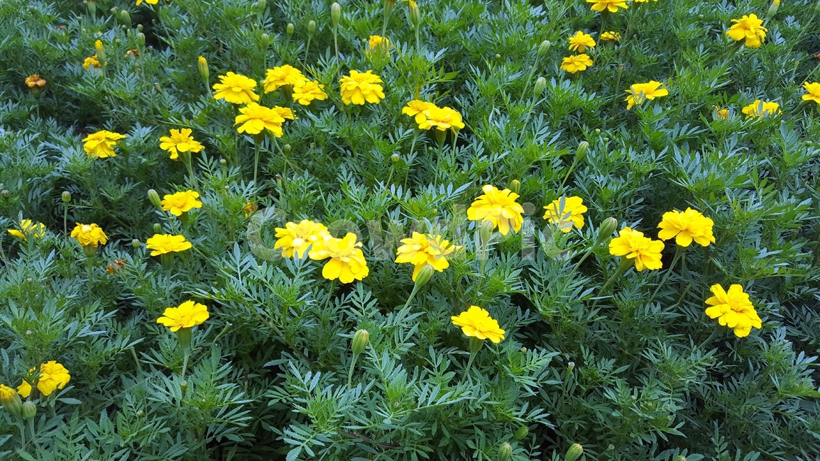 꽃,식물,plant,야외,평온함,식물,자연,plants,nature,꽃,flower