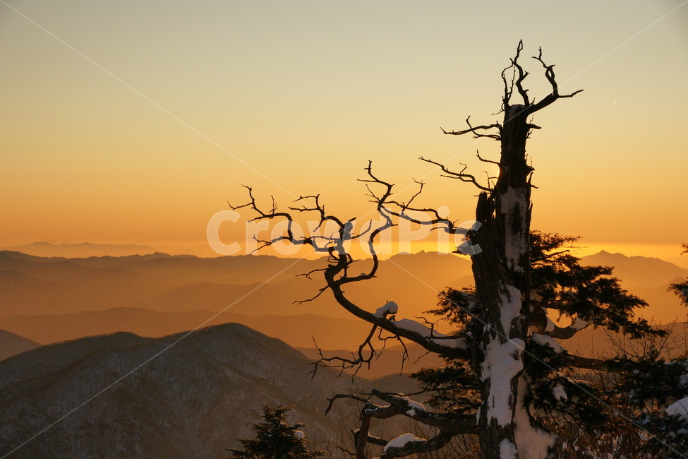 덕유산,설경,주목,일출,풍경,겨울,계절,winter,season,자연,풍경,nature,landscape,tree,나무,plant,식물