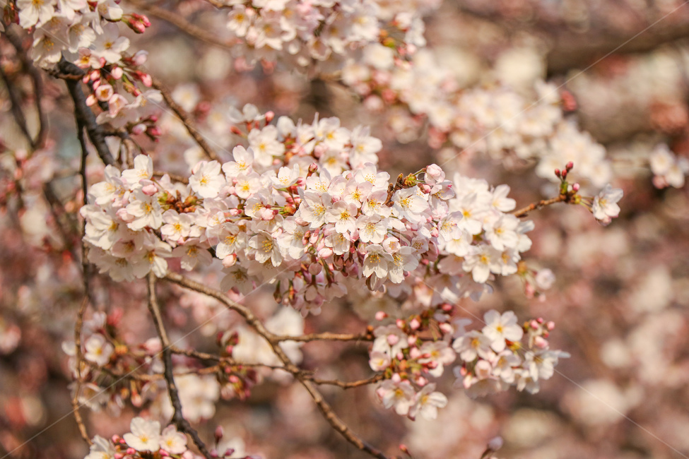 꽃,flower,자연,식물,blossom,cherryblossom,벚꽃,봄,계절,spring,season