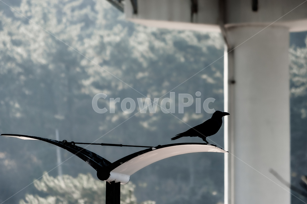 bird,새,animal,동물,까마귀,공원,동물,animal,조류,새,birds