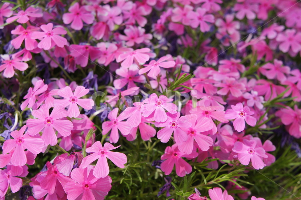 패랭이꽃,꽃,지면패랭이꽃,땅패랭이꽃,꽃잔디,flower,chinapink,식물,자연,plants,nature,꽃,flower