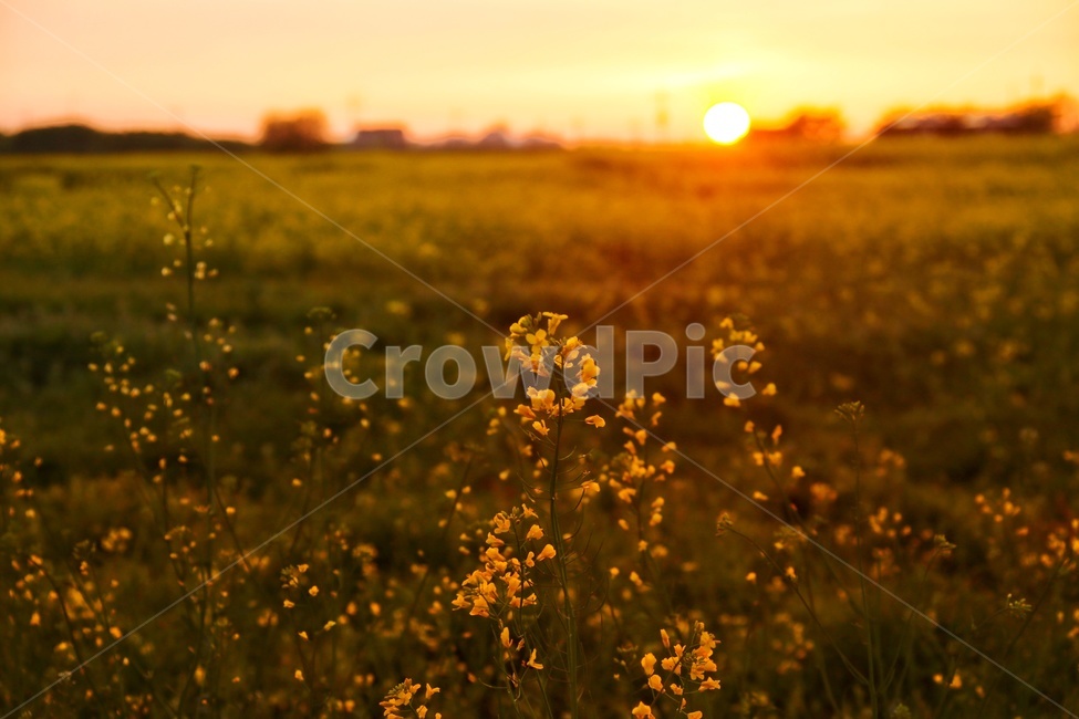 풍경,일몰,논산,강경,유채꽃,감성,감성사진,세렝게티,나무,태양,봄,계절,spring,season,식물,자연,plants,nature,꽃,flower,grassland,목초지,field,들,outdoors,옥외,rural,농촌,farm,농장,meadow