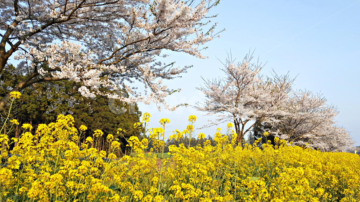 유채꽃,벚꽃,plant,식물,blossom,flower,꽃