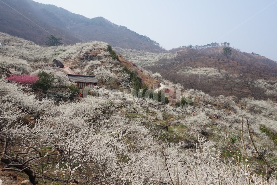 광양,매화꽃,매화축제,자연,풍경,광양매화축제,자연,풍경,nature,landscape,outdoors,옥외,slope,경사