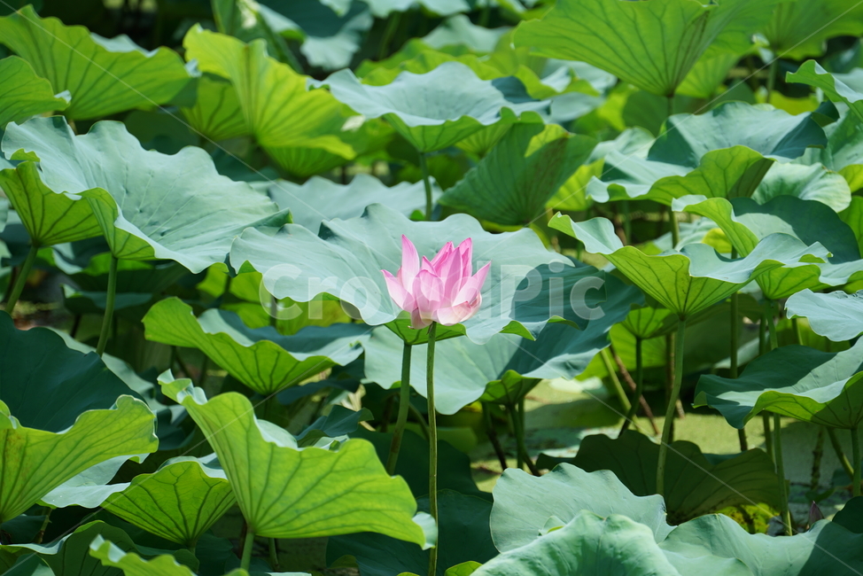 flower,꽃,연꽃,수련,수초,식물,뿌리줄기,땅속줄기,연근,불교,연자육,연실,식물,자연,plants,nature,꽃,flower