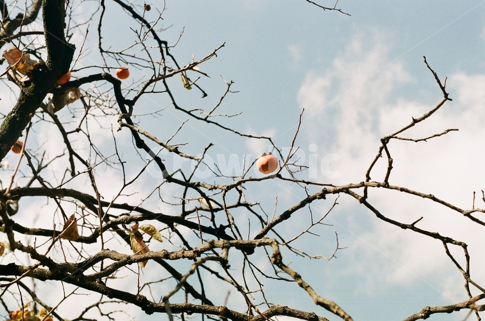 식물,branch,열매,fruit,하늘,sky,persimmon,감나무,가을,계절,fall,autumn,season