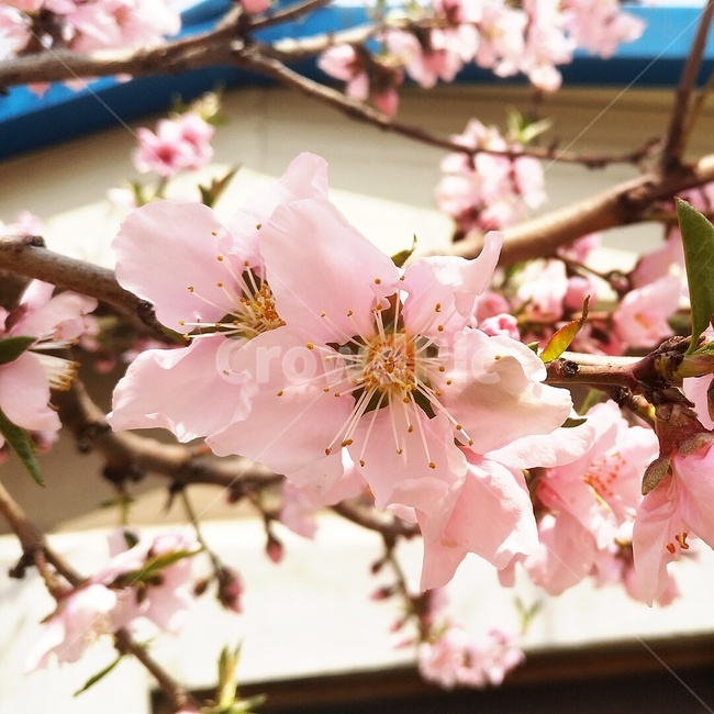 봄,꽃,봄꽃,핑크,분홍,벗꽃,봄,계절,spring,season,식물,자연,plants,nature,꽃,flower,plant,blossom