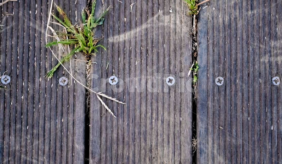 나무,나사,풀,초록,간격,식물,식물,자연,plants,nature