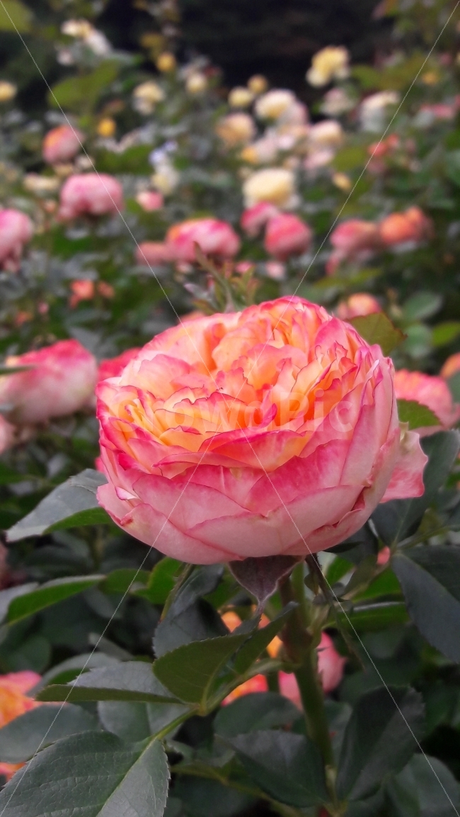 꽃,장미,분홍,핑크,활짝,식물,자연,plants,nature,꽃,flower