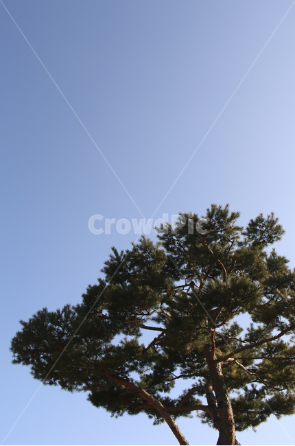 tree,나무,plant,식물,소나무,하늘,sky,blue