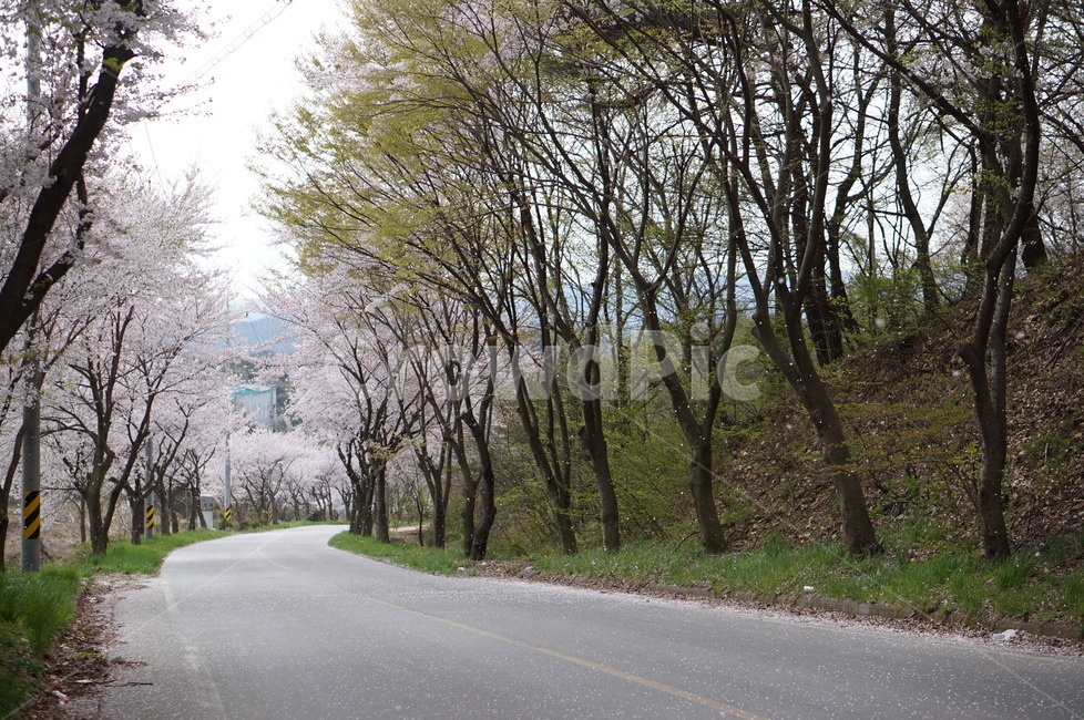 벚꽃,풍경,봄,꽃길,나무,봄,계절,spring,season,자연,풍경,nature,landscape,road,도로,asphalt,아스팔트,highway,고속도로,freeway,고속 도로