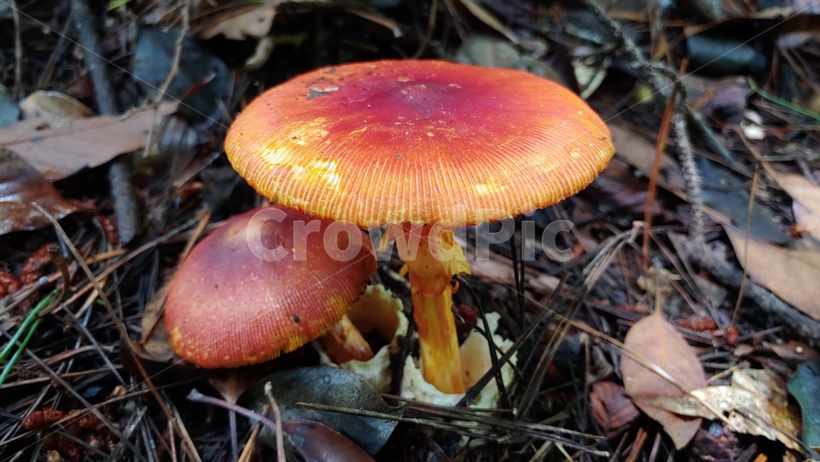 버섯,야생버섯,독버섯,afieldmushroom,setas,버섯,mushroom