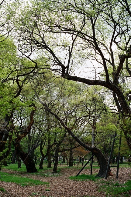 계림,경주,숲,고목,산림욕,필름사진