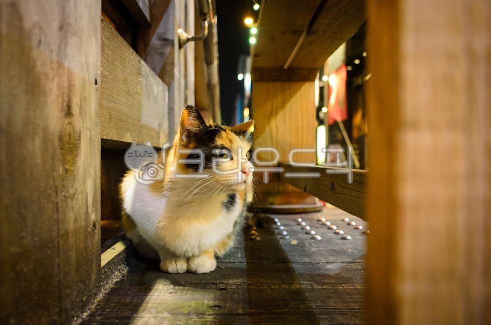 pupil,Pets,stray cat,cat,cuteness,keep an eye on,butler,pet,bread pose