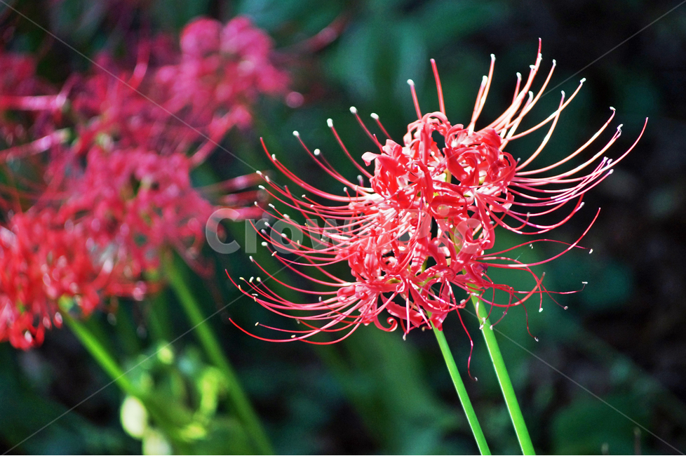 꽃무릇,상사화류,석산,독무릇,산오독,산두초,redspiderlily,가을,빨간꽃,식물,화단용,꽃꽂이용,식물,자연,plants,nature,꽃,flower