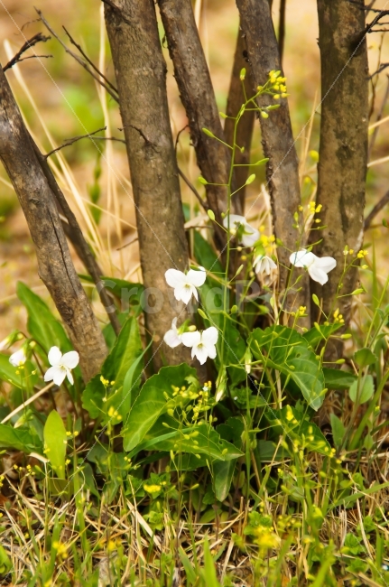 봄,공원,들꽃,꽃,정원,마당,봄꽃,꽃밭,따뜻함,식물,자연,plants,nature,꽃,flower