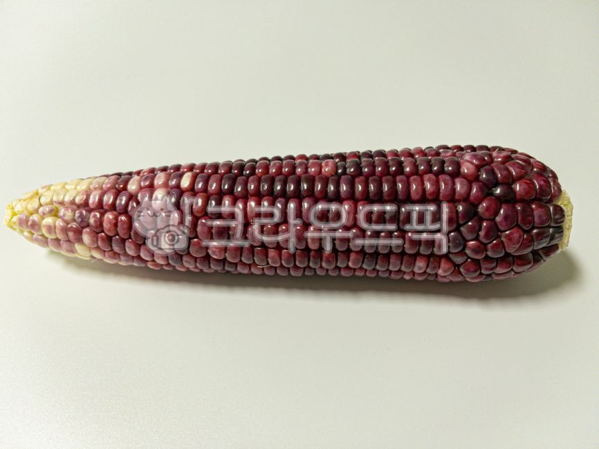 옥수수,간식,여름,맛있는,찰옥수수,식재료,신선한,건강한,영양많은,효능,corn,vegetable,food,식물,요리재료,야채,채소,콘,식자재,음식,곡물,먹거리,신선,농작물,요리,흰배경,수확,흰색배경,푸드,알갱이,알,프레시,싱싱,하얀배경,카피스페이스,체,녹색,그린,초록색,하나,한개,한,1개