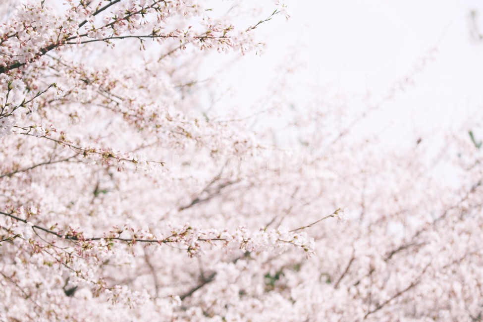 봄,꽃,벚꽃,spring,flower,cherryblossom,봄,계절,spring,season,식물,자연,plants,nature,꽃,flower,감성,sensible,feeling,plant,blossom