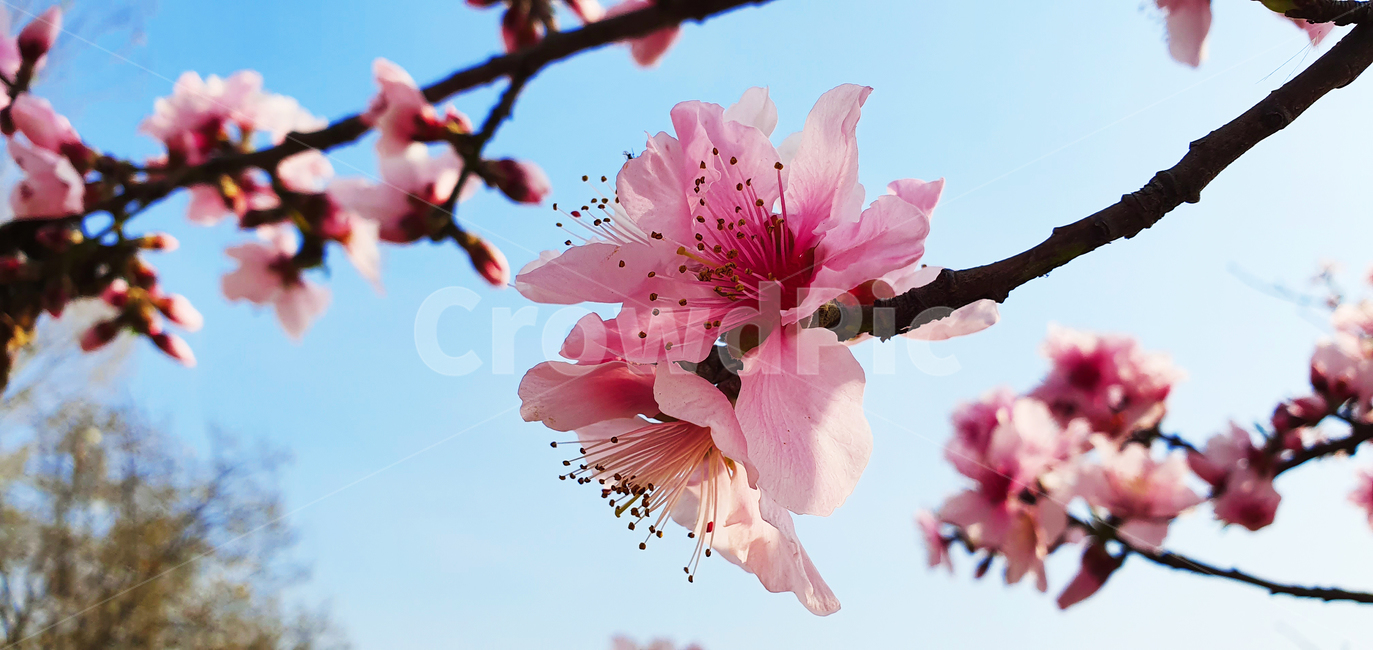 봄,꽃,봄꽃,분홍꽃,식물,flower,blossom,cherryblossom
