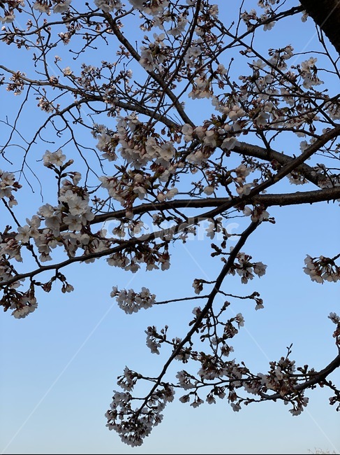 plant,식물,나무줄기,벚꽃,사쿠라