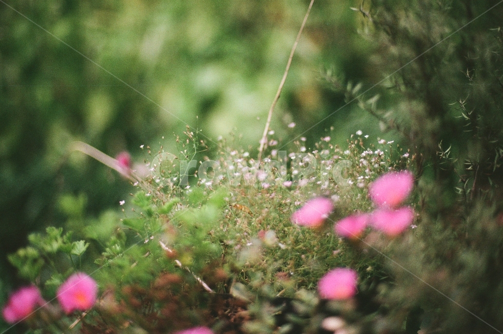 감성,길거리,봄,flower,꽃,식물,자연,plants,nature,꽃,flower,감성,sensible,feeling